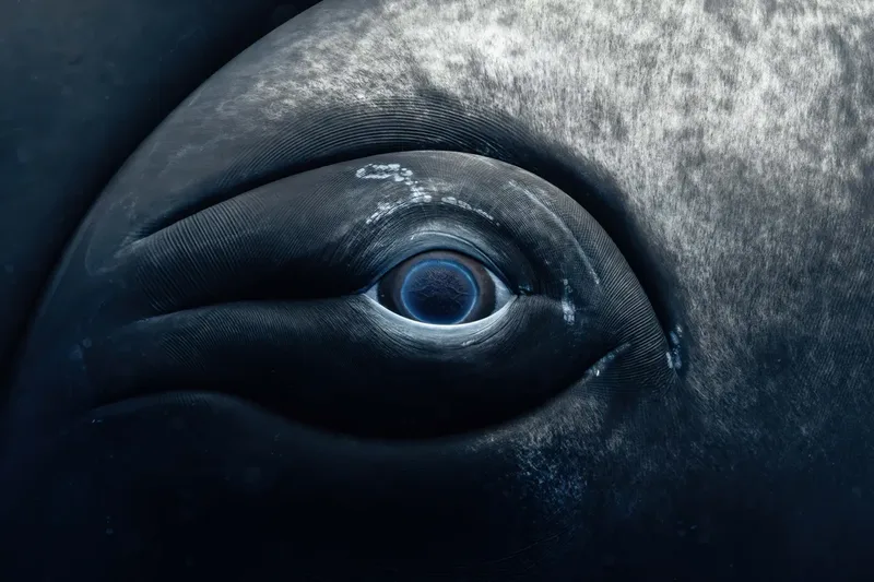 whale-eye-l