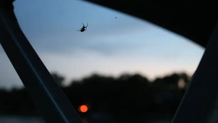 pauk u automobilu paukova mreža freepik