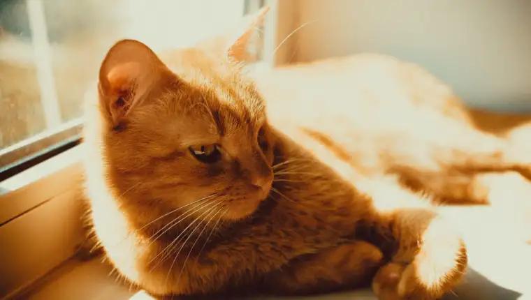 Closeup shot of a beautiful golden cat lying on the window sill