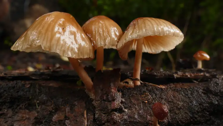 Psilocybe ochraceocentrata gljiva freepik