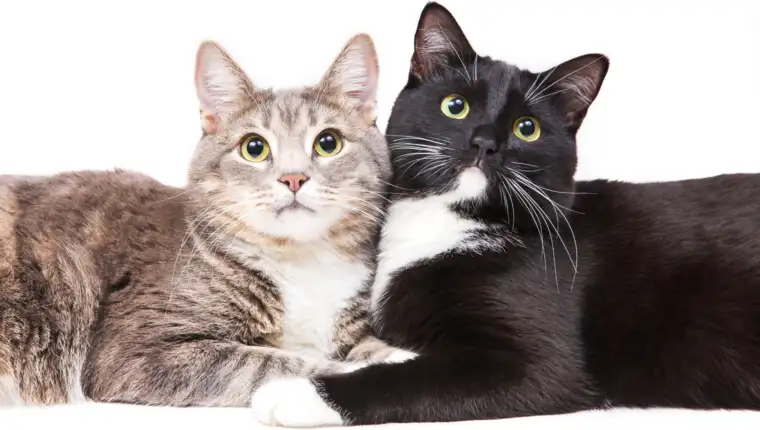 Two cats lying on white background. Pet and animals. Isolated on white. Gray, Black and white