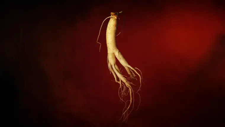 ginseng biljka freepik
