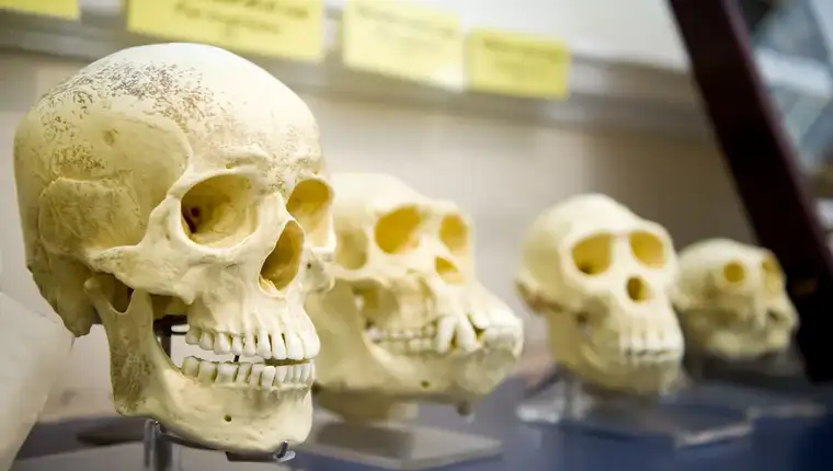 homo-juluensis-l
