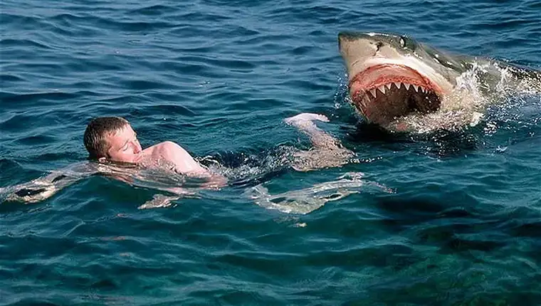 sharkattack_1778841b
