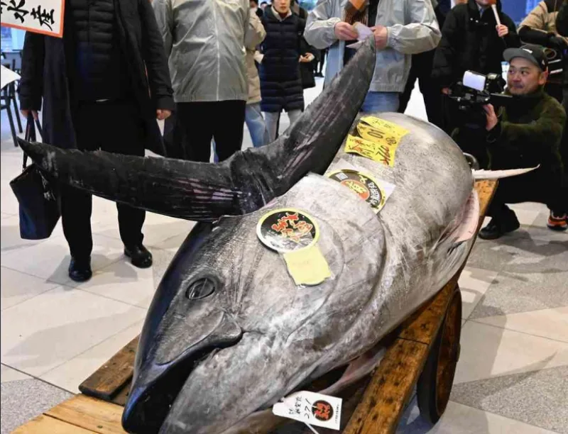 tuna 5
