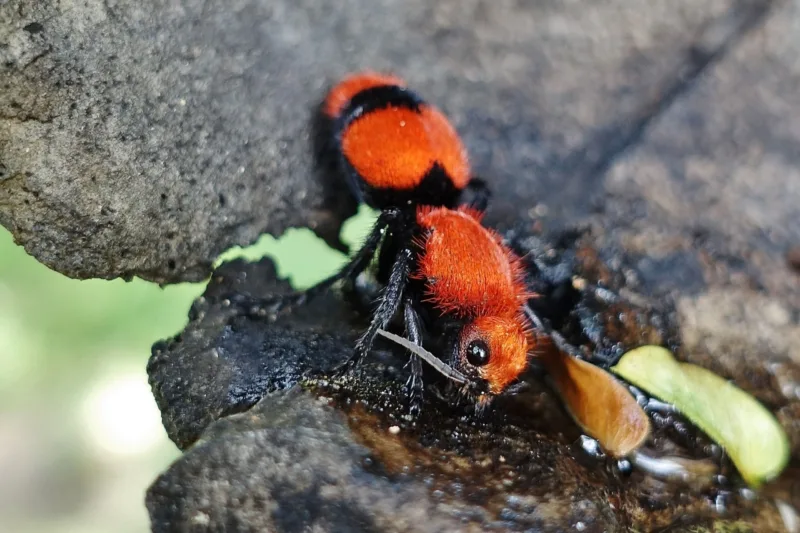 Dasymutilla occidentalis