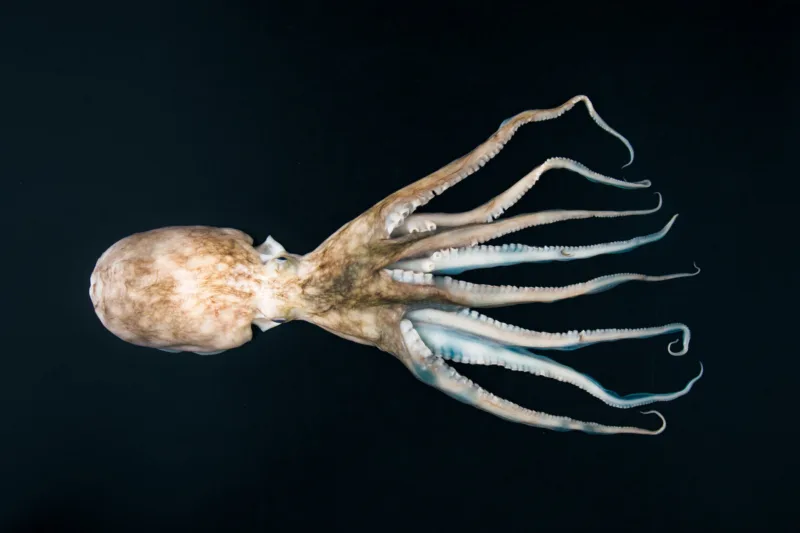 cephalopodsc