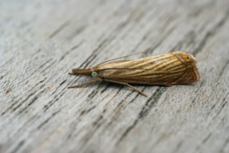 Closeup shot of a small garden grass-veneer moth on a wooden surface