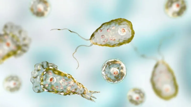 Naegleria fowleri