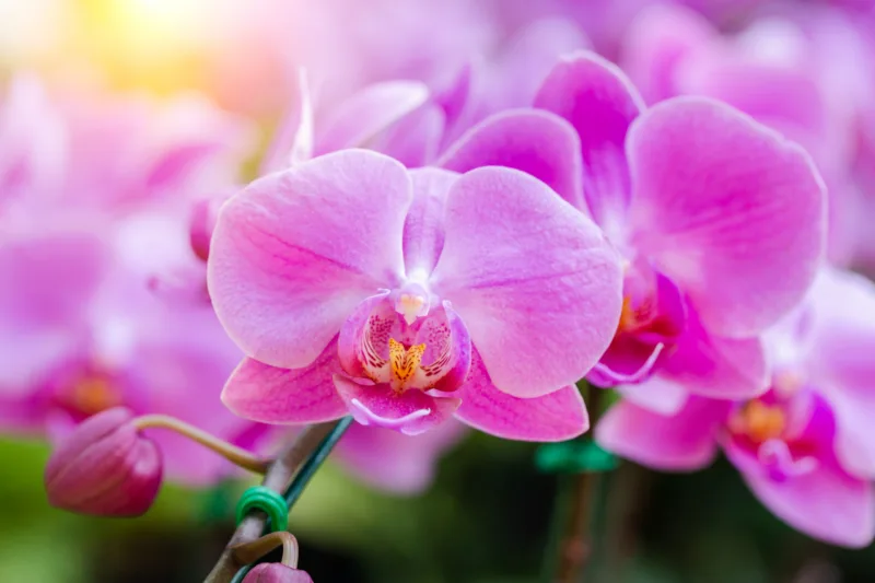Orchid flower in orchid garden at winter or spring day for beaut