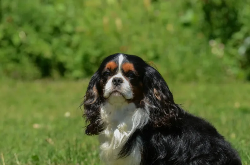 Cavalier King Charles dog.