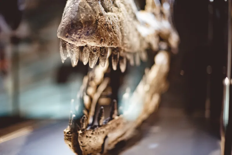 dinosaurus fosil freepik