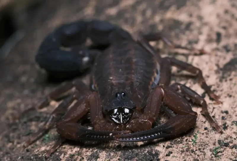 Tityus achilles