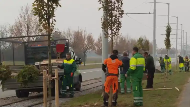 krađa stablo Osijek