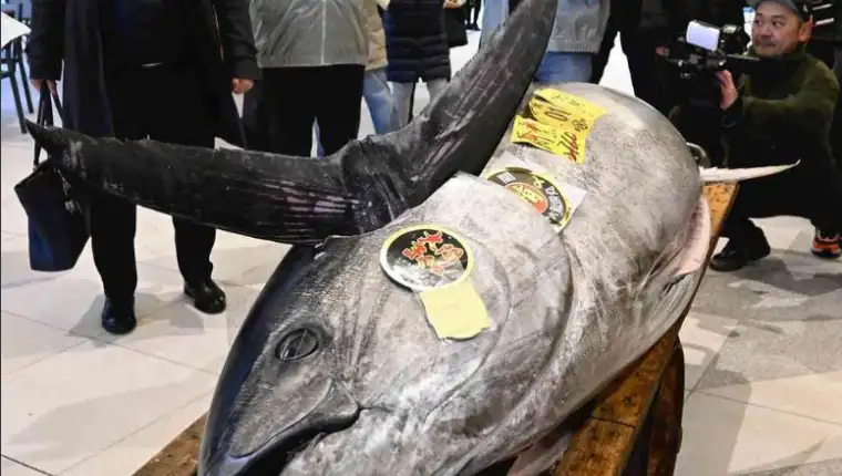 tuna 5