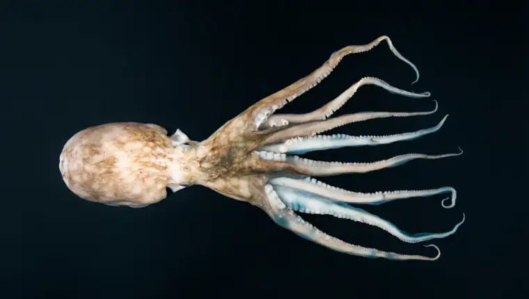 cephalopodsc