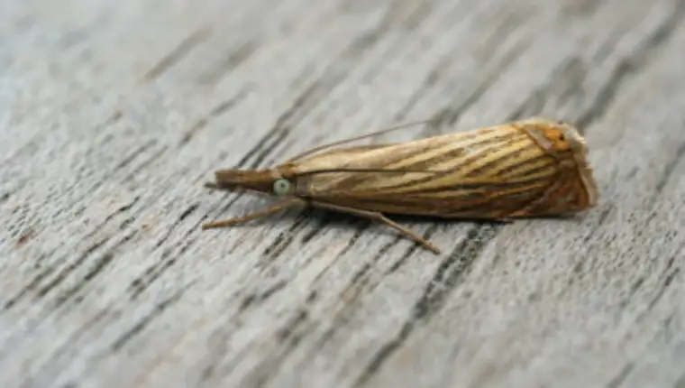 Closeup shot of a small garden grass-veneer moth on a wooden surface