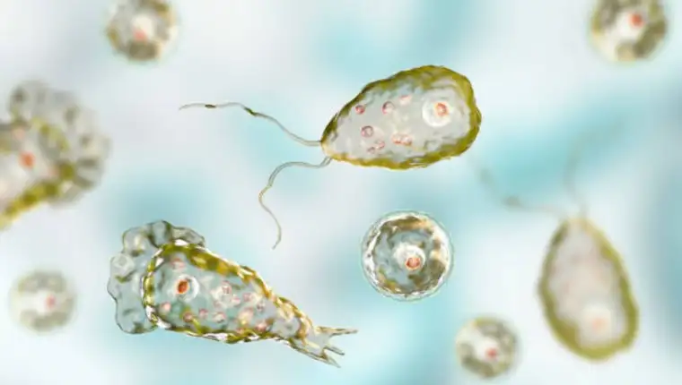 Naegleria fowleri