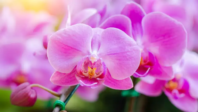 Orchid flower in orchid garden at winter or spring day for beaut