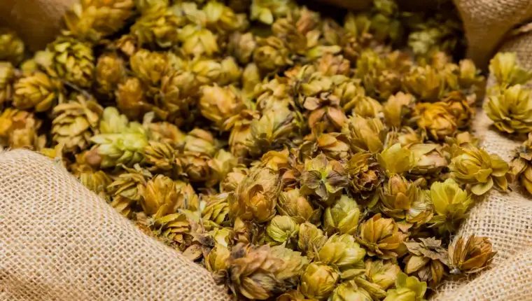 Closeup shot of dried hops in a sack for brewing beer