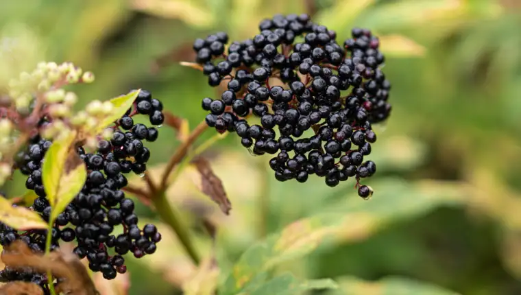 Clusters fruit black elderberry in garden.
