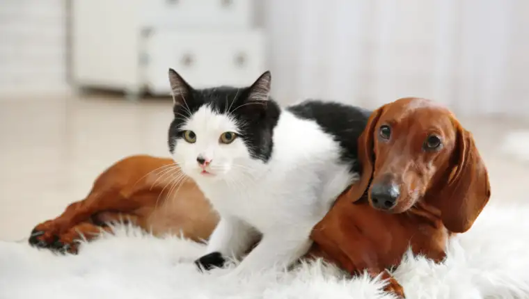 Beautiful cat and dachshund dog on rug, indoor