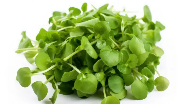 Watercress isolated on white background