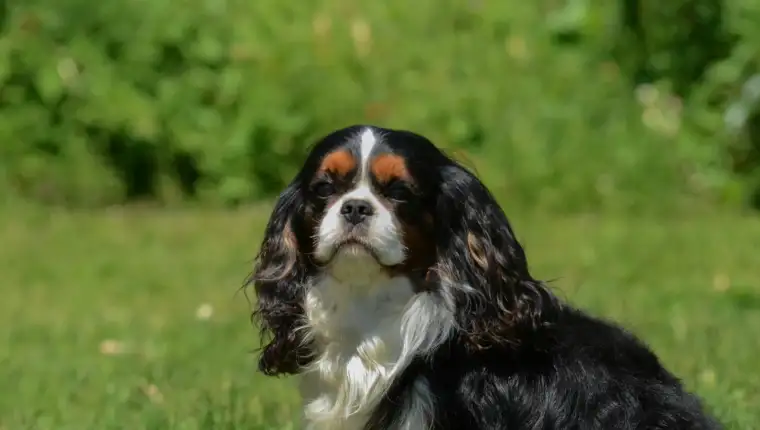 Cavalier King Charles dog.