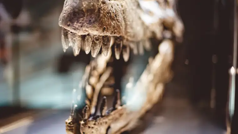 dinosaurus fosil freepik