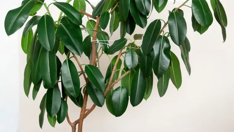 large green ficus in a pot on the floor