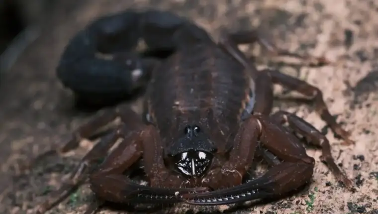 Tityus achilles