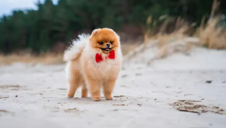 Adorable pomeranian spitz dog with a red bow having fun and running on the beach