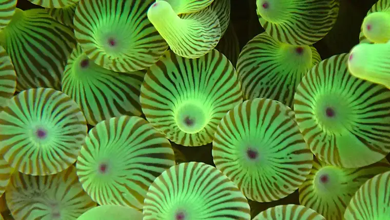 close-up-photograph-of-green-glowing-bubble-tip-anemone-entacmaea-quadricolor-l