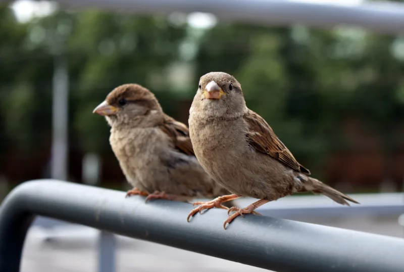 sparrows sit on chairs in summer cafes