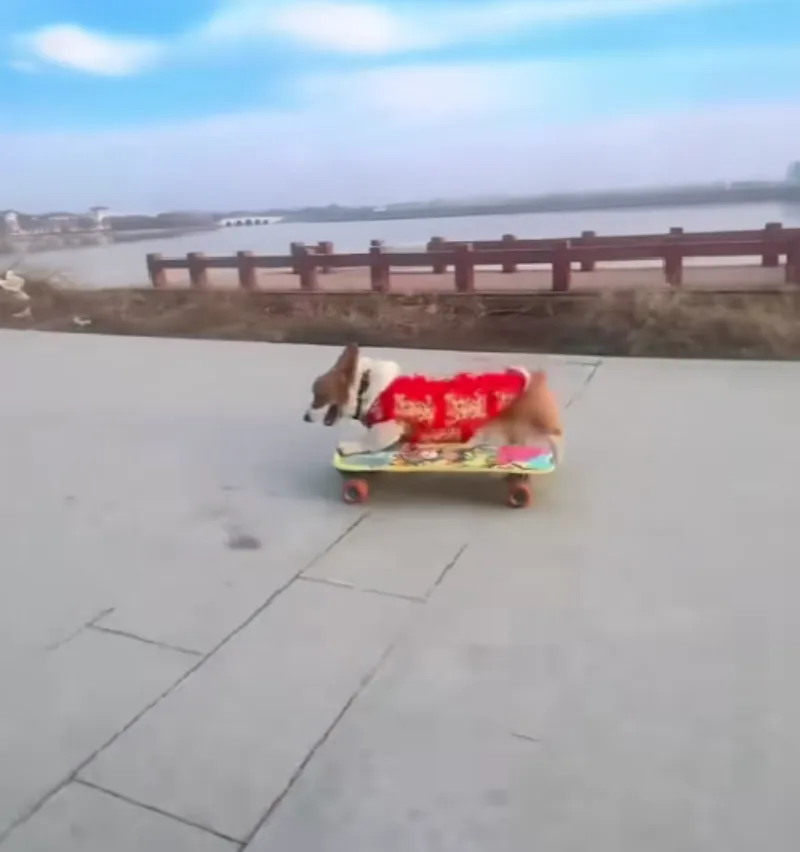 pas skejtboard