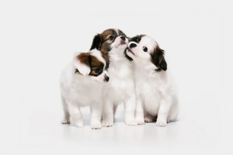 Studio shot of Papillon Fallen little dogs isolated on white studio background