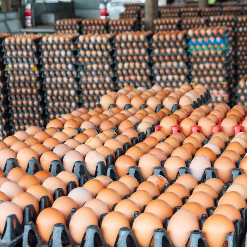 Eggs from chicken farm in the package