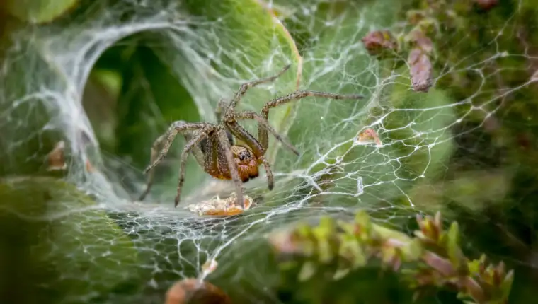 Brown Spider on Spider Web