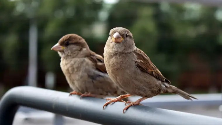 sparrows sit on chairs in summer cafes