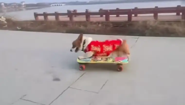 pas skejtboard