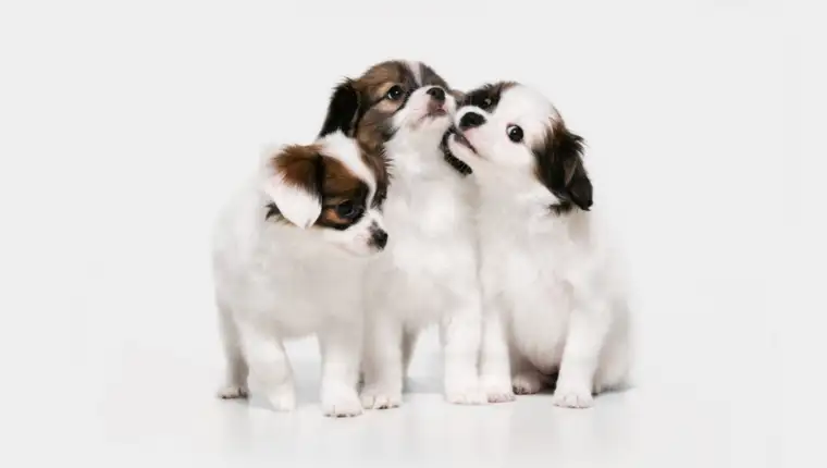 Studio shot of Papillon Fallen little dogs isolated on white studio background