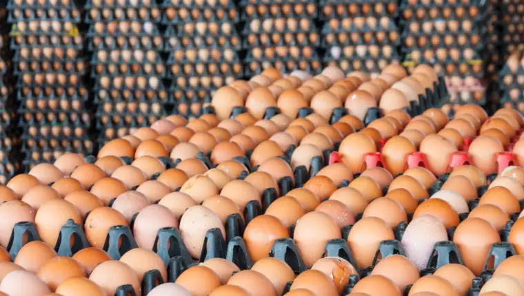 Eggs from chicken farm in the package