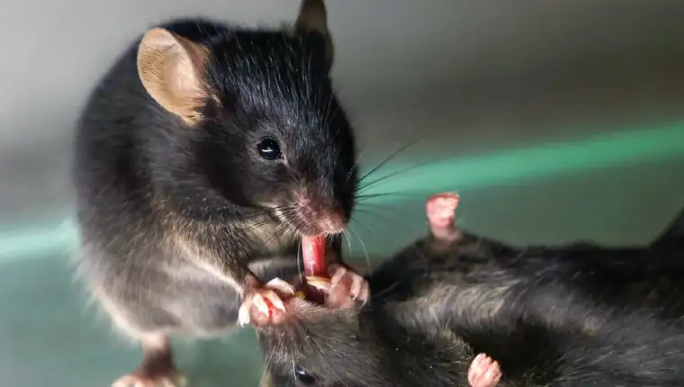 a-mouse-pulls-the-tongue-of-an-unconscious-cage-mate-which-could-open-the-animal-s-airway-l