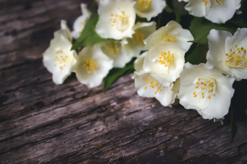 Spring flowers on wooden background. Card Concept, pastel colors, close up image, copy space.