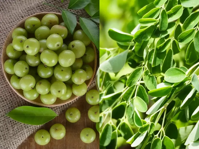 moringa i amla imunitet