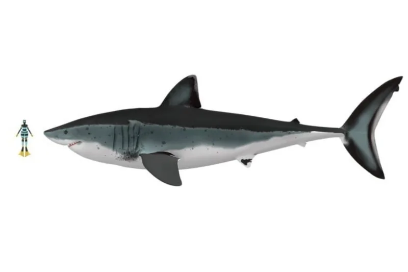 Megalodon