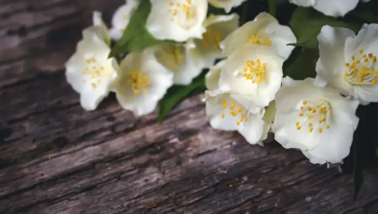 Spring flowers on wooden background. Card Concept, pastel colors, close up image, copy space.