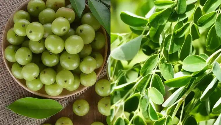 moringa i amla imunitet