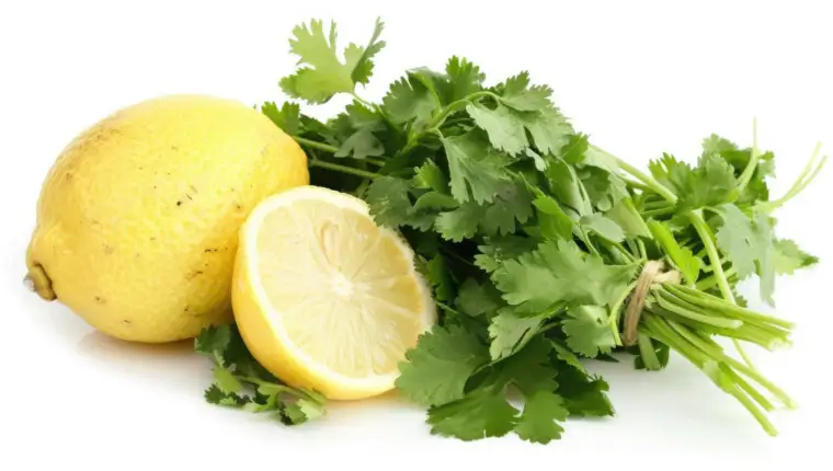 Cilantro And Lemon. Fresh Cilantro Bundle with Aromatic Lemon on White Background