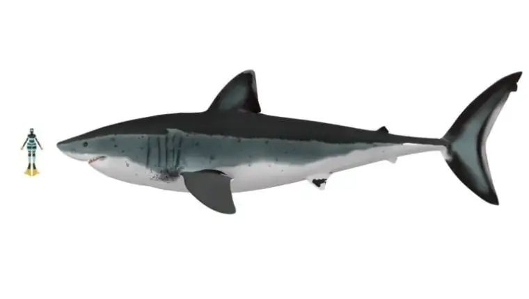 Megalodon